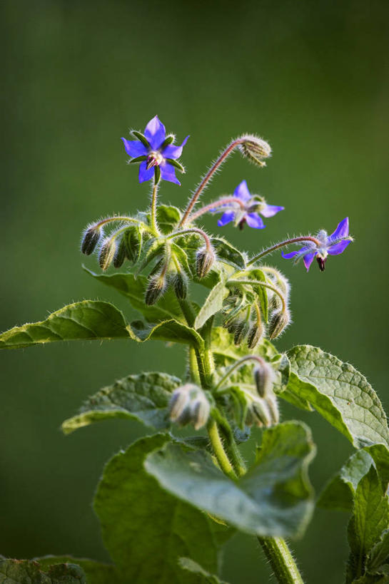 无人,竖图,室外,特写,白天,正面,美景,植物,阴影,朦胧,模糊,盛开,光线,影子,景观,草药,药草,花蕾,中药,花,花瓣,花朵,鲜花,白色,阳光,自然,花苞,花蕊,景色,自然风光,药材,中草药,琉璃苣,中药材,本草,茈草,鸦衔草,紫草,紫丹,彩图