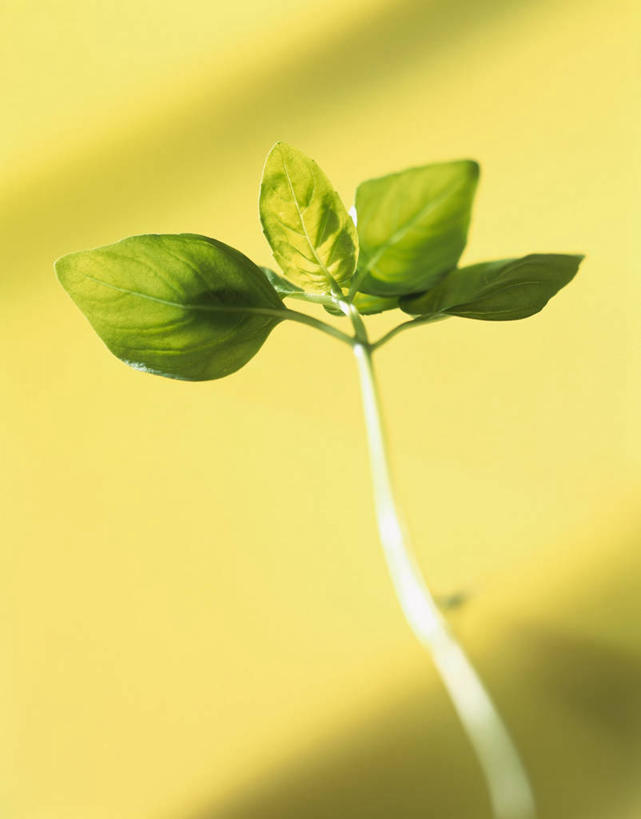 无人,竖图,室内,特写,白天,正面,植物,叶子,阴影,黄色背景,反射,影子,香料,绿叶,草药,中药,香草,嫩叶,摄影,影棚,罗勒,紫苏,药材,中草药,九层塔,圣约瑟夫草,甜罗勒,兰香,中药材,本草,叶,叶片,彩图,影棚拍摄,拍摄