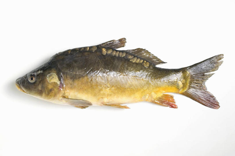 无人,横图,俯视,室内,特写,白天,白色背景,桌面,桌子,鲤鱼,一条,阴影,反射,木制,鱼,影子,鱼类,木制品,摄影,影棚,死亡,殒命,灭亡,鲤子,鲤拐子,彩图,高角度拍摄,全身,影棚拍摄,拍摄