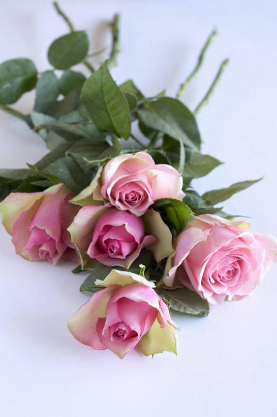 无人,竖图,俯视,室内,特写,白天,爱情,幸福,纯洁,热情,桌面,桌子,玫瑰,叶子,一堆,阴影,堆叠,堆积,蓝色背景,盛开,反射,木制,影子,绿叶,玫瑰花,浪漫,花蕾,花,花瓣,花朵,鲜花,粉色,木制品,花苞,花蕊,温暖,温馨,嫩叶,恩爱,摄影,影棚,堆,五支,和睦,感动,粉玫瑰,尊敬,天真,刺玫花,徘徊花,叶,叶片,彩图,高角度拍摄,影棚拍摄,拍摄,融洽