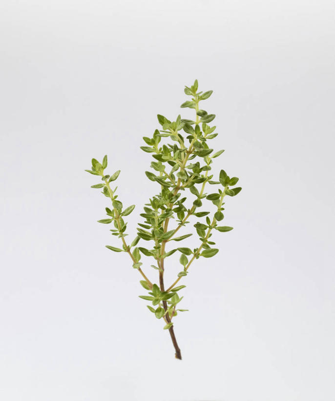 无人,竖图,俯视,室内,特写,白天,桌面,桌子,叶子,阴影,灰色背景,芳香,反射,木制,影子,绿叶,木制品,香草,嫩叶,摄影,影棚,吉祥,百里香,麝香草,如意,勇气,勇敢,地椒,自尊,不屈,平安,叶,叶片,彩图,高角度拍摄,影棚拍摄,拍摄,柠檬百里香