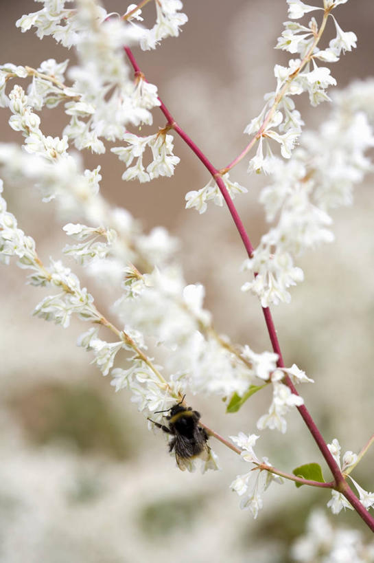 无人,竖图,室外,特写,白天,正面,植物,蜜蜂,朦胧,模糊,盛开,昆虫,花蕾,停留,花,花瓣,花朵,鲜花,树,树木,一只,绿色,自然,动物,花苞,花蕊,生长,成长,停止,益虫,逗留,停顿,彩图,全身