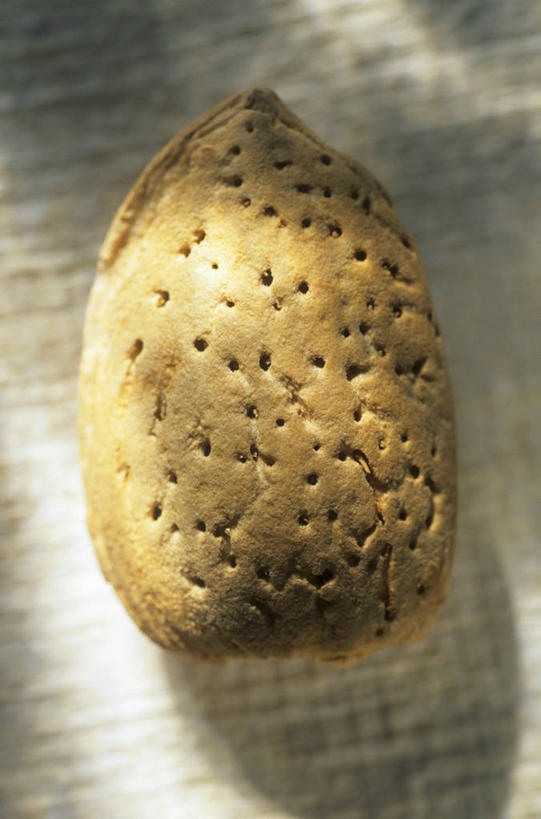 无人,竖图,俯视,室内,特写,白天,桌面,桌子,杏仁,阴影,反射,木制,影子,一个,木制品,摄影,影棚,单个,杏子,杏梅仁,杏核仁,木落子,苦杏仁,彩图,高角度拍摄,影棚拍摄,拍摄