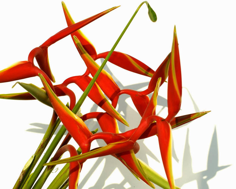 无人,横图,俯视,室内,特写,白天,白色背景,桌面,桌子,鹤望兰,阴影,盛开,反射,木制,影子,花蕾,花,花瓣,花朵,鲜花,红色,木制品,花苞,花蕊,摄影,影棚,高雅,清新,极乐鸟花,天堂鸟,彩图,高角度拍摄,影棚拍摄,拍摄