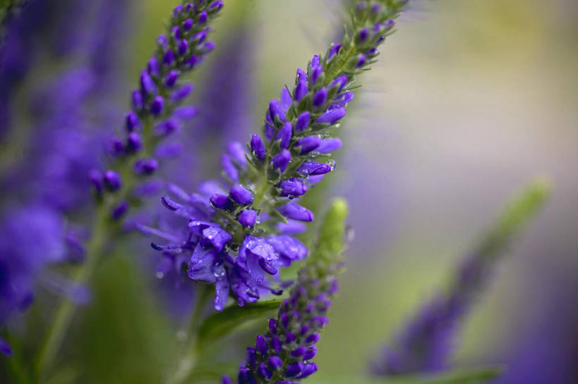 无人,横图,室外,特写,白天,正面,花海,花圃,美景,植物,叶子,朦胧,模糊,盛开,景观,羽扇豆,鲁冰花,花蕾,花,花瓣,花朵,花卉,鲜花,蓝色,绿色,自然,花丛,花束,花田,花苞,花蕊,景色,母爱,自然风光,奉献,无私,苦涩,彩图