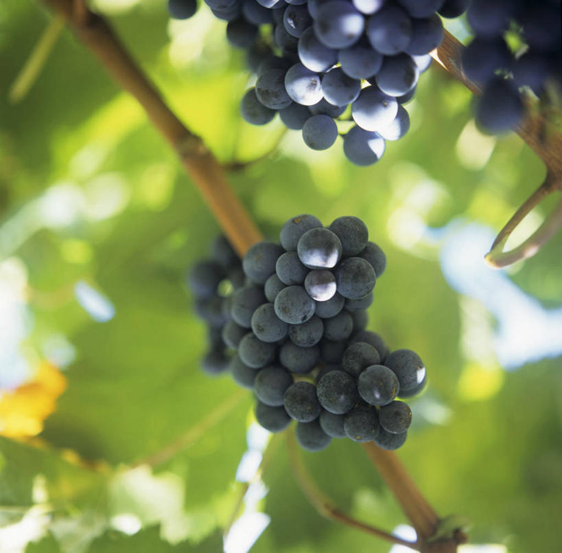 无人,果园,横图,室外,特写,白天,仰视,田园,葡萄,水果,叶子,吊挂,悬挂,阴影,朦胧,模糊,新鲜,光线,影子,生食,食品,果实,绿叶,挂,葡萄园,食物,紫色,阳光,庄园,嫩叶,有机食品,绿色食品,叶,叶片,山葫芦,蒲桃,草龙珠,彩图,低角度拍摄,黑葡萄