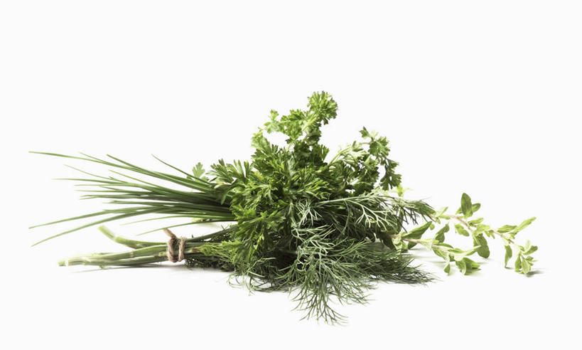 无人,横图,室内,特写,白天,白色背景,正面,植物,餐桌,桌子,叶子,许多,阴影,反射,纹理,影子,绿叶,很多,绿色,香草,嫩叶,摄影,影棚,餐台,肌理,芳香植物,叶,叶片,叶脉,彩图,影棚拍摄,拍摄