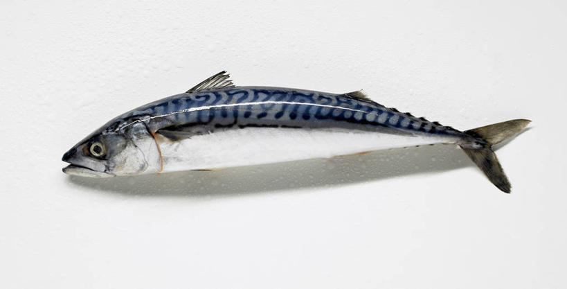 无人,横图,俯视,室内,特写,白天,白色背景,餐桌,桌子,一条,阴影,反射,鱼,影子,鲭鱼,鱼类,张嘴,摄影,影棚,餐台,花池鱼,花鲱,花鳀,青花鱼,鲐鲅鱼,油胴鱼,张大嘴巴,张开嘴,彩图,高角度拍摄,全身,影棚拍摄,拍摄