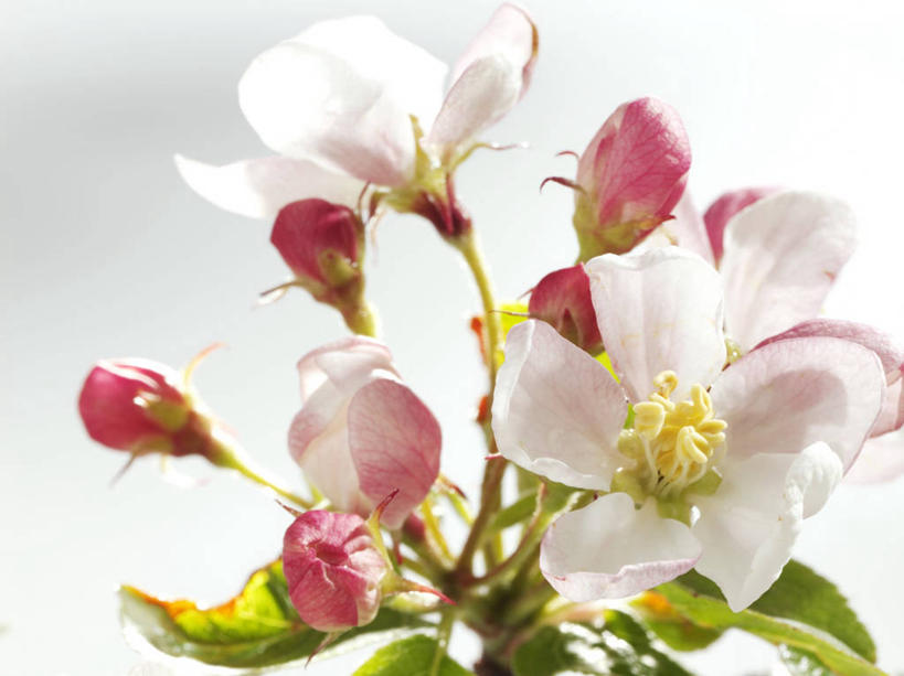 无人,横图,俯视,室内,特写,白天,白色背景,植物,许多,阴影,美白,盛开,反射,影子,枝条,花蕾,花,花瓣,花朵,鲜花,树,树木,树枝,粉色,花苞,花蕊,清热,摄影,影棚,清香,苹果花,陷阱,解毒,明目,虬枝,枝杈,彩图,高角度拍摄,影棚拍摄,拍摄