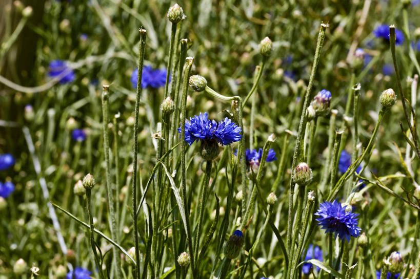 无人,横图,俯视,室外,特写,白天,幸福,花海,花圃,美景,植物,叶子,阴影,朦胧,模糊,盛开,光线,影子,景观,花蕾,花,花瓣,花朵,花卉,鲜花,蓝色,绿色,阳光,自然,花丛,花束,花田,花苞,花蕊,菊花,景色,优雅,纤细,自然风光,矢车菊,忠诚,再生,蓝芙蓉,荔枝菊,思念,热爱,彩图,高角度拍摄