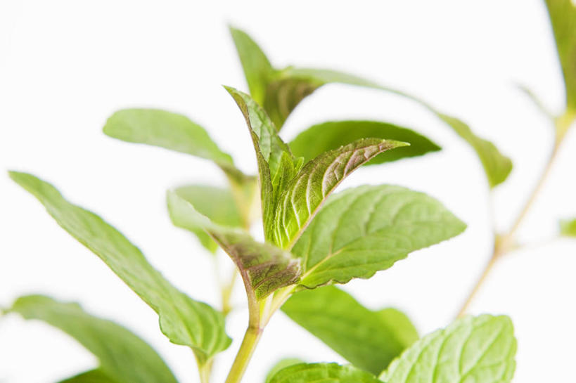 无人,横图,室内,特写,白天,白色背景,正面,叶子,阴影,朦胧,模糊,反射,影子,薄荷,绿叶,银丹草,嫩叶,摄影,影棚,斑叶凤梨薄荷,夜息香,胡椒薄荷,叶,叶片,彩图,影棚拍摄,拍摄