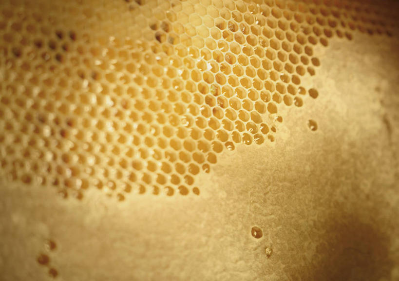 蜂蜜,无人,横图,室内,特写,白天,正面,阴影,反射,蜂巢,蜂窝,格子,影子,黄色,花蜜,止痛,解毒,冬酿,石蜜,彩图