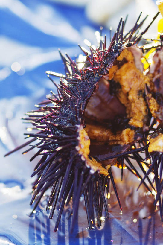 海鲜,无人,竖图,俯视,室外,特写,白天,海胆,阴影,朦胧,模糊,反射,影子,水产,海洋生物,一个,单个,水生动物,海产品,水生物,海底动物,刺锅子,海刺猬,彩图,高角度拍摄