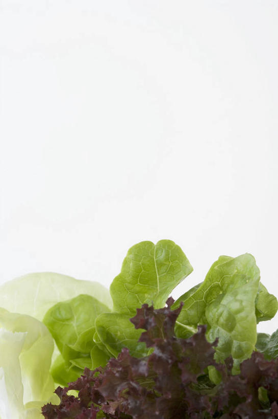 无人,竖图,室内,特写,白天,白色背景,正面,蔬菜,阴影,新鲜,反射,影子,生菜,莴苣,生食,蔬菜沙拉,沙拉,食品,色拉,沙律,食物,摄影,有机食品,绿色食品,影棚,色拉酱,千岛酱,春菜,鹅仔菜,莴仔菜,千金菜,叶用莴苣,奶油生菜,彩图,影棚拍摄,拍摄