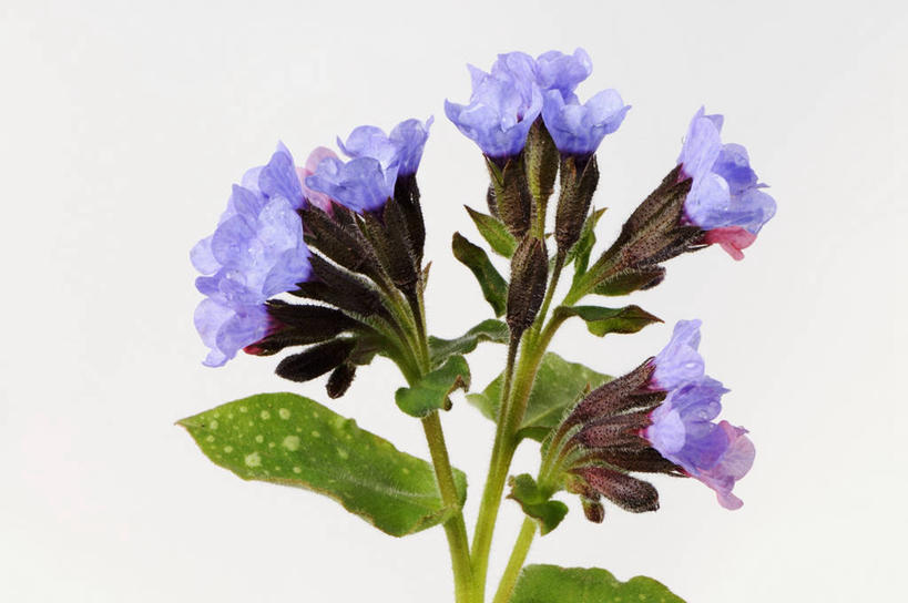 无人,横图,室内,特写,白天,白色背景,正面,水,植物,阴影,朦胧,模糊,盛开,反射,液体,影子,水滴,草药,药草,花蕾,中药,花,花瓣,花朵,鲜花,花苞,花蕊,摄影,影棚,复杂,药材,中草药,中药材,本草,生日花,彩图,影棚拍摄,拍摄,兜藓