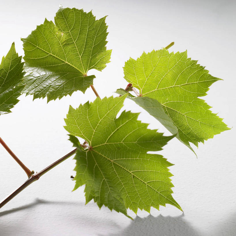 无人,方图,室内,特写,白天,白色背景,正面,植物,叶子,阴影,反射,影子,绿叶,枝条,树,树木,树枝,嫩叶,摄影,影棚,虬枝,枝杈,叶,叶片,彩图,影棚拍摄,拍摄