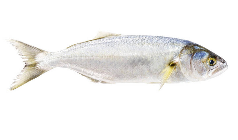 海鲜,无人,横图,俯视,室内,特写,白天,白色背景,餐桌,桌子,一条,阴影,反射,影子,鲔鱼,水产,金枪鱼,海洋生物,摄影,影棚,餐台,吞拿鱼,水生动物,海产品,水生物,海底动物,彩图,高角度拍摄,全身,影棚拍摄,拍摄