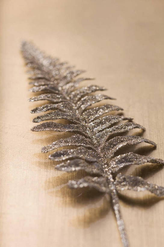 无人,竖图,俯视,室内,特写,白天,植物,餐桌,桌子,阴影,棕色背景,朦胧,模糊,反射,影子,绿色,自然,摄影,影棚,生长,成长,餐台,蕨类,蕨类植物,彩图,高角度拍摄,影棚拍摄,拍摄,宽蕨,银蕨