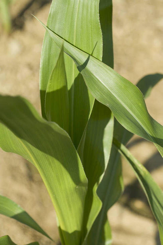 无人,农田,竖图,俯视,室外,特写,白天,庄稼,农作物,叶子,阴影,朦胧,模糊,反射,影子,绿叶,嫩叶,叶,叶片,玉米田,彩图,高角度拍摄,耕地,庄稼田