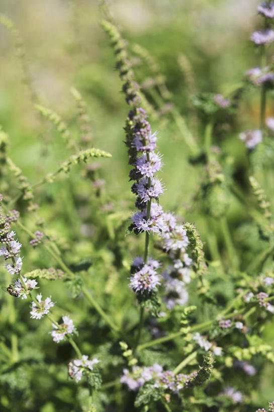 无人,竖图,室外,白天,正面,美景,朦胧,模糊,盛开,景观,薄荷,银丹草,花蕾,花,花瓣,花朵,鲜花,自然,花苞,花蕊,景色,自然风光,斑叶凤梨薄荷,夜息香,彩图