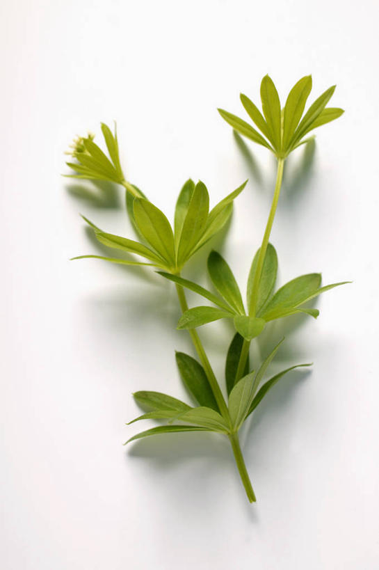 无人,竖图,俯视,室内,特写,白天,白色背景,植物,餐桌,桌子,叶子,阴影,反射,影子,绿叶,草药,药草,中药,嫩叶,摄影,影棚,餐台,药材,中草药,车叶草,中药材,本草,活血丹,茜草,血见愁,地苏木,血茜草,叶,叶片,彩图,高角度拍摄,影棚拍摄,拍摄