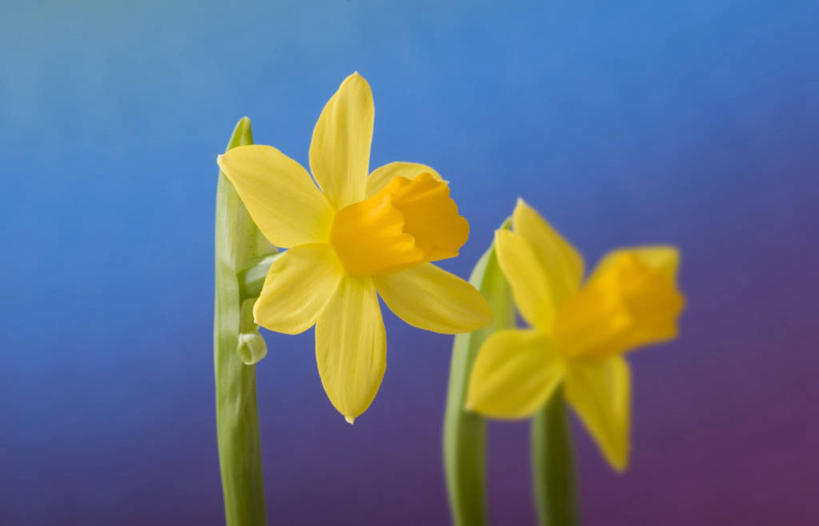 无人,横图,室内,特写,白天,正面,爱情,陶醉,水仙花,阴影,黑色背景,朦胧,模糊,反射,影子,黄色,摄影,影棚,记忆,金盏银台,玉玲珑,女史花,雅蒜,天蒜,敬意,自恋,两栋,凌波仙子,水仙,天葱,彩图,影棚拍摄,拍摄