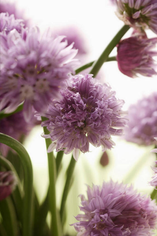 无人,竖图,室外,特写,白天,正面,植物,蔬菜,朦胧,模糊,新鲜,盛开,葱,食品,草药,药草,葱花,花蕾,中药,花,花瓣,花朵,鲜花,食物,绿色,自然,花苞,花蕊,有机食品,绿色食品,生长,成长,细香葱,香葱,药材,中草药,中药材,本草,彩图