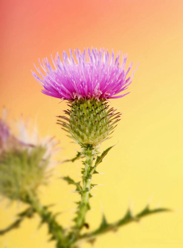 无人,竖图,室内,特写,白天,正面,植物,橙色背景,盛开,草药,药草,花蕾,中药,花,花瓣,花朵,鲜花,花苞,花蕊,蓟,摄影,影棚,药材,中草药,中药材,本草,大蓟,刺蓟,山萝卜,彩图,影棚拍摄,拍摄