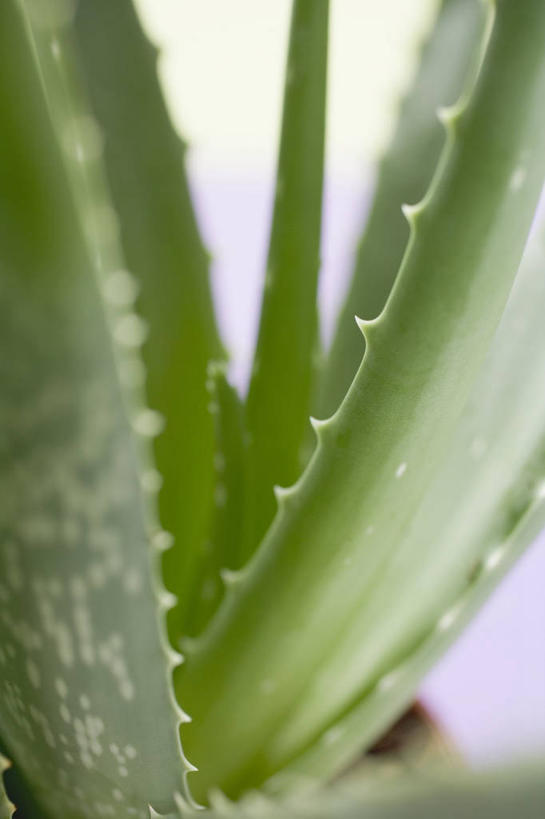 无人,竖图,室内,特写,白天,正面,芦荟,阴影,新鲜,反射,影子,绿色,青春,生命,和平,安详,罗帷草,讷会,奴会,象鼻莲,象胆,冷色,彩图,油葱