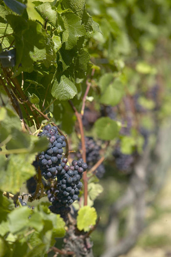 无人,果园,竖图,室外,特写,白天,正面,田园,葡萄,水果,叶子,吊挂,悬挂,阴影,朦胧,模糊,新鲜,光线,影子,生食,食品,果实,绿叶,挂,葡萄园,食物,阳光,庄园,嫩叶,有机食品,绿色食品,叶,叶片,山葫芦,蒲桃,草龙珠,彩图,黑比诺葡萄