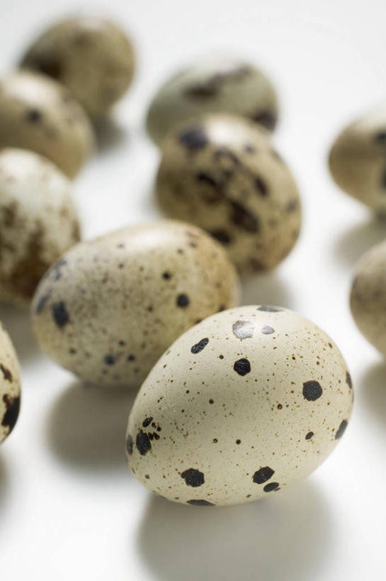 无人,竖图,俯视,室内,特写,白天,白色背景,餐桌,桌子,许多,阴影,朦胧,模糊,反射,影子,斑点,蛋,鹌鹑蛋,很多,黑点,摄影,影棚,餐台,卵,鹌鹑卵,鹑鸟蛋,彩图,高角度拍摄,影棚拍摄,拍摄