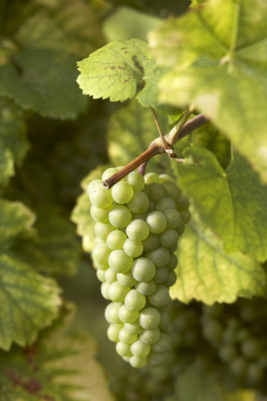 无人,果园,竖图,室外,特写,白天,正面,田园,葡萄,水果,叶子,吊挂,悬挂,阴影,朦胧,模糊,新鲜,光线,影子,生食,食品,果实,绿叶,挂,葡萄园,食物,阳光,庄园,嫩叶,有机食品,绿色食品,叶,叶片,山葫芦,蒲桃,草龙珠,彩图