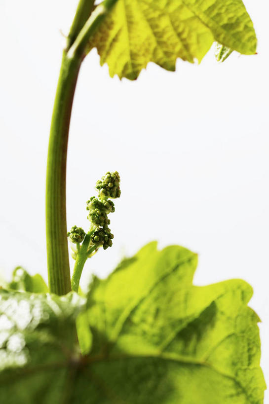 无人,竖图,室内,特写,白天,白色背景,正面,餐桌,桌子,葡萄,叶子,阴影,反射,影子,绿叶,嫩叶,摄影,影棚,餐台,叶,叶片,山葫芦,蒲桃,草龙珠,彩图,影棚拍摄,拍摄