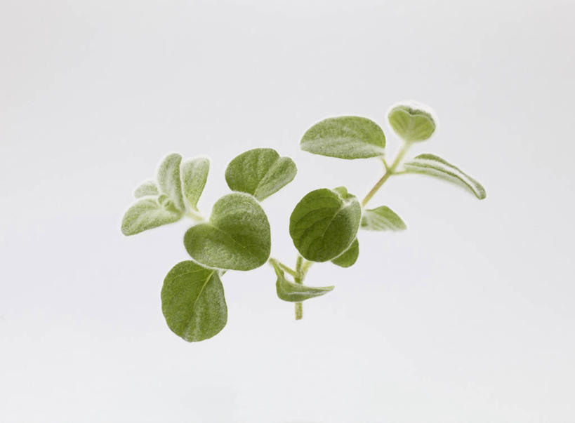 无人,横图,俯视,室内,特写,白天,白色背景,餐桌,桌子,叶子,阴影,反射,影子,绿叶,嫩叶,摄影,影棚,餐台,牛至,滇香蕾,土香薷,荆芥,香薷,奥勒冈草,白花土荆芥,白花茵陈,川香薷,俄力冈叶,减脂叶,满山香,蘑菇草,披萨草,银薄荷,止痢草,叶,叶片,彩图,高角度拍摄,影棚拍摄,拍摄