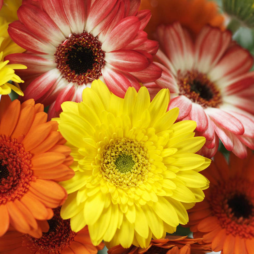 无人,方图,俯视,室内,特写,白天,许多,阴影,盛开,反射,影子,非洲菊,花蕾,花,花瓣,花朵,鲜花,黄色,红色,花苞,花蕊,橙色,菊花,扶郎花,灯盏花,千日菊,彩图,高角度拍摄