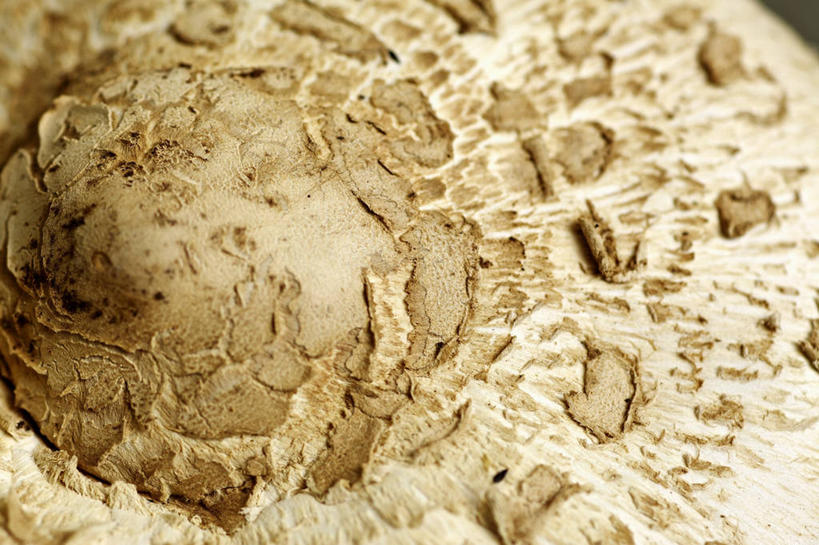 无人,横图,俯视,室内,特写,白天,蔬菜,阴影,朦胧,模糊,新鲜,反射,纹路,纹理,影子,菌菇,蘑菇,食品,菌类,食物,一个,食用菌,有机食品,绿色食品,单个,肌理,彩图,高角度拍摄