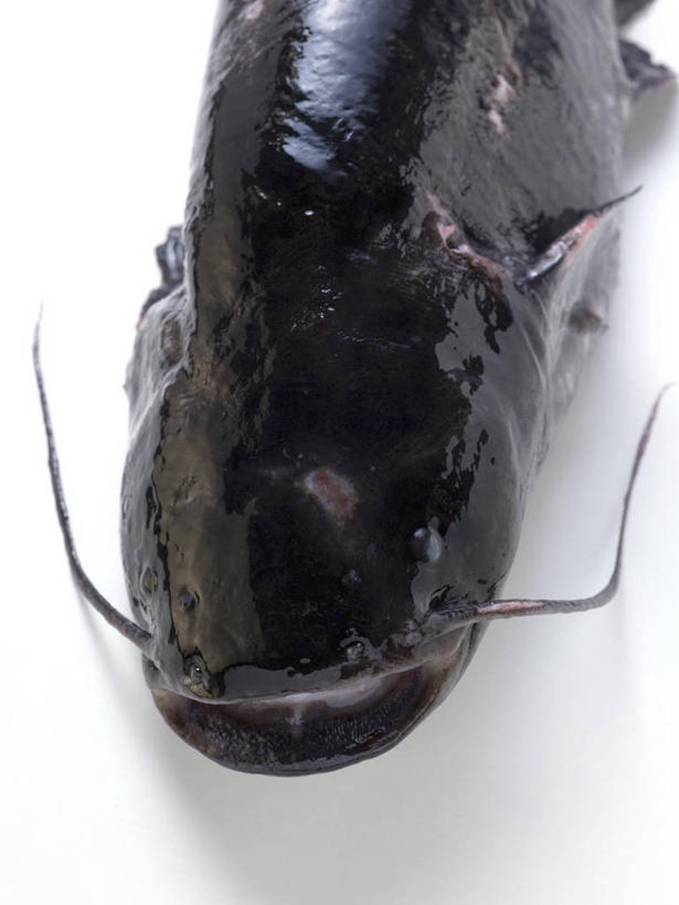 无人,竖图,俯视,室内,特写,白天,白色背景,桌面,桌子,一条,阴影,朦胧,模糊,反射,木制,影子,木制品,摄影,影棚,鲇鱼,塘鲺,塘虱鱼,塘虱,黏鱼,胡子鲢,半身,彩图,高角度拍摄,影棚拍摄,拍摄