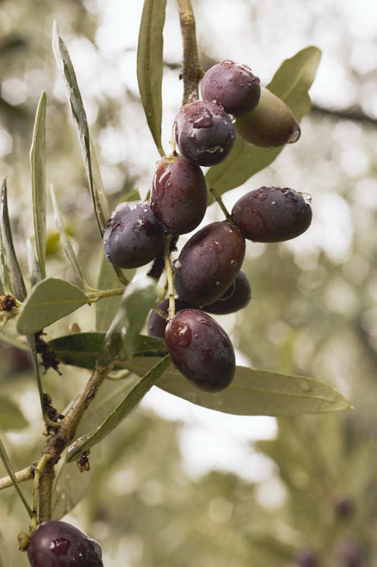 无人,竖图,室外,特写,白天,正面,美景,植物,橄榄,水果,吊挂,悬挂,朦胧,模糊,新鲜,景观,生食,食品,果实,果树,挂,树,树木,食物,绿色,自然,景色,有机食品,绿色食品,生长,成长,黑橄榄,自然风光,乌橄榄,乌榄,油橄榄,青果,白榄,彩图