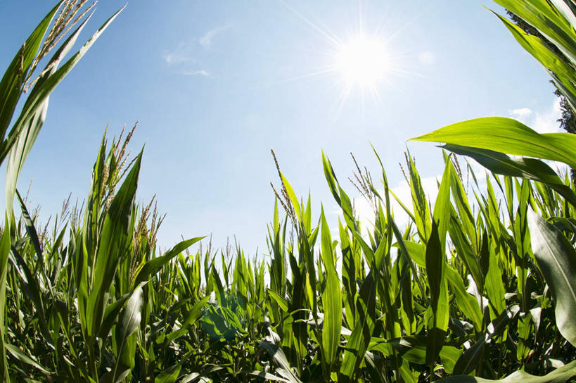 无人,农田,横图,室外,白天,仰视,庄稼,农作物,美景,太阳,阴影,光线,影子,景观,云,云朵,云彩,蓝色,白云,蓝天,天空,阳光,自然,天,景色,晴朗,自然风光,晴空,玉米田,彩图,低角度拍摄,耕地,庄稼田