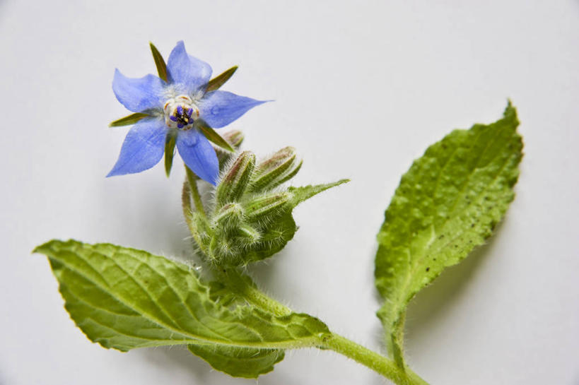 无人,横图,俯视,室内,特写,白天,白色背景,植物,餐桌,桌子,叶子,阴影,盛开,反射,纹理,影子,绿叶,草药,药草,花蕾,中药,花,花瓣,花朵,鲜花,一朵,蓝色,绿色,花苞,花蕊,嫩叶,摄影,影棚,餐台,药材,中草药,琉璃苣,中药材,本草,肌理,茈草,鸦衔草,紫草,紫丹,叶,叶片,叶脉,彩图,高角度拍摄,影棚拍摄,拍摄