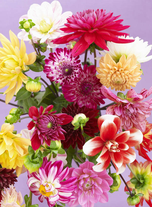 无人,竖图,俯视,彩色,室内,特写,白天,智慧,餐桌,桌子,许多,阴影,艺术,盛开,反射,影子,大丽花,很多,花蕾,文化,花,花瓣,花朵,鲜花,插花,花苞,花蕊,菊花,餐台,大理花,插花艺术,创造,创作,想象,大丽菊,富丽,大方,彩图,高角度拍摄