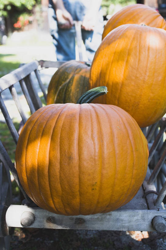 无人,竖图,室外,特写,白天,正面,南瓜,蔬菜,一辆,许多,阴影,朦胧,模糊,新鲜,光线,影子,金瓜,食品,很多,番瓜,车,食物,阳光,手推车,交通工具,橙色,有机食品,绿色食品,独轮车,麦瓜,倭瓜,载具,彩图