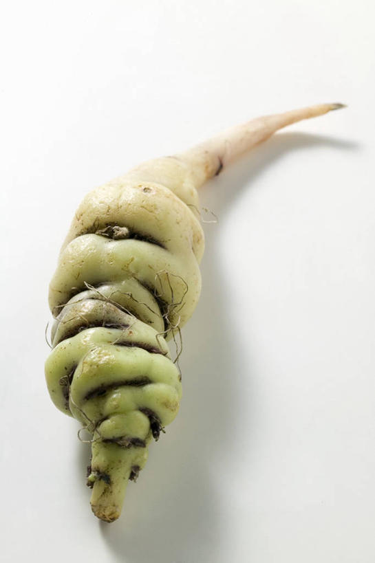 无人,竖图,俯视,室内,特写,白天,白色背景,餐桌,桌子,蔬菜,阴影,新鲜,反射,影子,食品,食物,一个,摄影,有机食品,绿色食品,影棚,单个,餐台,酸模,野菠菜,皱叶羊蹄,体贴,山菠菜,山大黄,彩图,高角度拍摄,影棚拍摄,拍摄