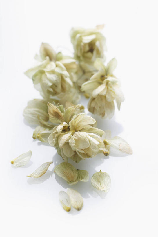 无人,竖图,俯视,室内,特写,白天,白色背景,植物,餐桌,桌子,一堆,许多,阴影,堆叠,堆积,反射,影子,啤酒花,草药,药草,中药,摄影,影棚,餐台,堆,酒花,药材,中草药,中药材,本草,忽布,蛇麻花,酵母花,彩图,高角度拍摄,影棚拍摄,拍摄