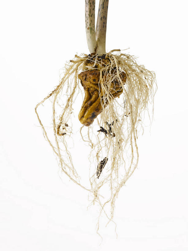 无人,竖图,室内,特写,白天,白色背景,正面,餐桌,桌子,蔬菜,阴影,新鲜,反射,影子,食品,蒟蒻,食物,一个,摄影,有机食品,绿色食品,影棚,单个,餐台,鬼芋,菎蒻,雷公枪,蒻头,魔芋,彩图,影棚拍摄,拍摄