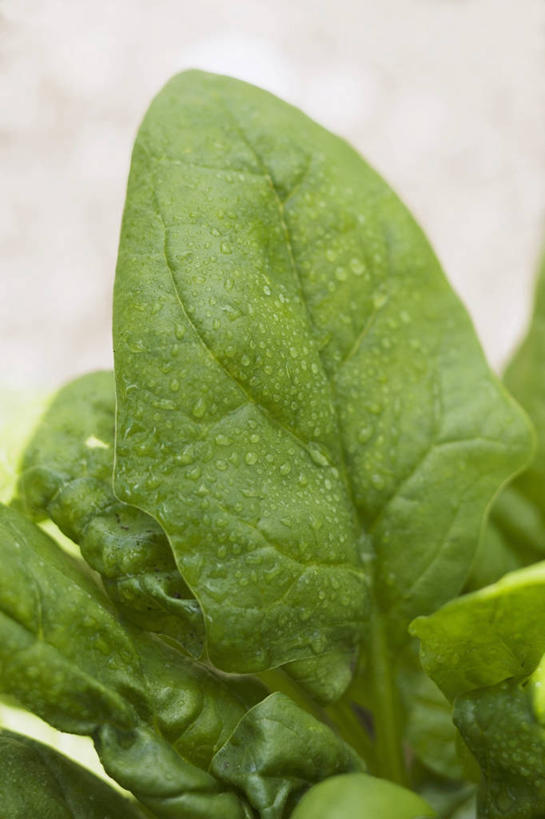 无人,竖图,俯视,室内,特写,白天,水,菠菜,蔬菜,叶子,阴影,新鲜,反射,液体,影子,水滴,食品,绿叶,食物,嫩叶,有机食品,绿色食品,叶,叶片,鹦鹉菜,鼠根菜,角菜,红嘴绿鹦哥,赤根菜,菠薐菜,波斯草,彩图,高角度拍摄