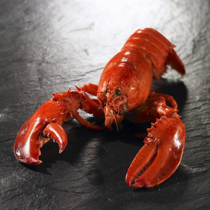 海鲜,龙虾,无人,方图,俯视,室内,特写,白天,桌面,桌子,阴影,反射,影子,大理石,虾,水产,海洋生物,一只,红色,水生动物,海产品,水生物,海底动物,大理石制品,彩图,高角度拍摄