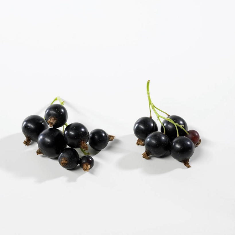 无人,方图,俯视,室内,特写,白天,白色背景,浆果,黑加仑,蔬菜,一堆,许多,阴影,堆叠,堆积,新鲜,反射,影子,食品,食物,摄影,有机食品,绿色食品,影棚,堆,黑穗醋栗,黑豆果,黑醋栗,醋栗,彩图,高角度拍摄,影棚拍摄,拍摄