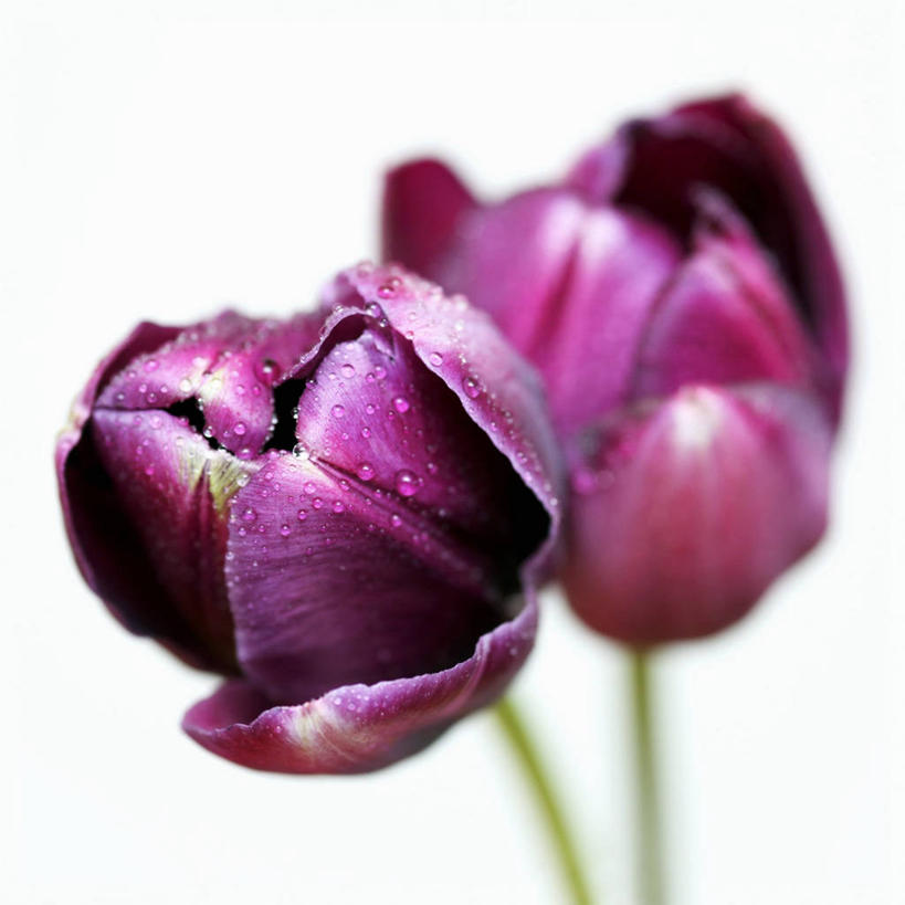 无人,方图,俯视,室内,特写,白天,白色背景,爱情,郁金香,阴影,盛开,反射,影子,祝福,花蕾,花,花瓣,花朵,鲜花,两朵,紫色,花苞,花蕊,摄影,影棚,表白,荣誉,永恒,郁香,洋荷花,草麝香,彩图,高角度拍摄,影棚拍摄,拍摄