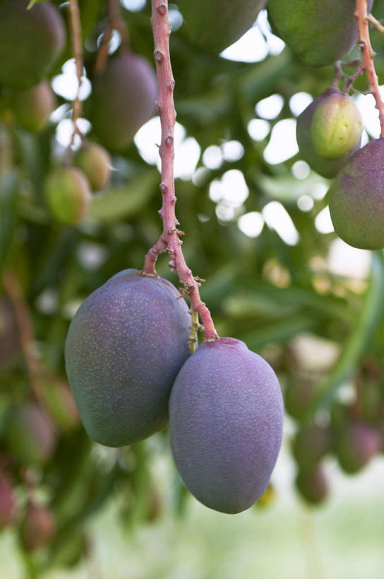 无人,果园,竖图,室外,特写,白天,正面,田园,植物,芒果,水果,叶子,许多,吊挂,悬挂,朦胧,模糊,新鲜,生食,食品,果实,果树,绿叶,枝条,很多,挂,树,树木,树枝,食物,绿色,紫色,自然,嫩叶,有机食品,绿色食品,生长,成长,田庄,虬枝,枝杈,园子,叶,叶片,望果,蜜望,檬果,闷果,漭果,杧果,庵波罗果,彩图